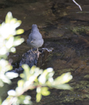 American Dipper 2320